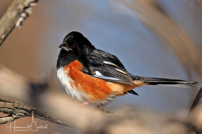 Eastern Towhee (10).jpg
