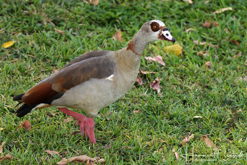 Egyptian Goose (11).jpg