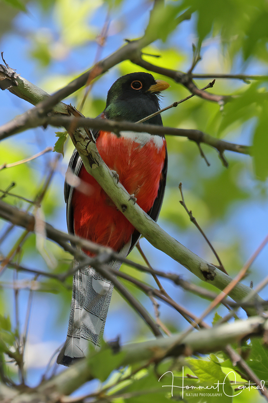 Elegant Trogon (02).jpg