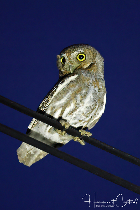Elf Owl (03).jpg