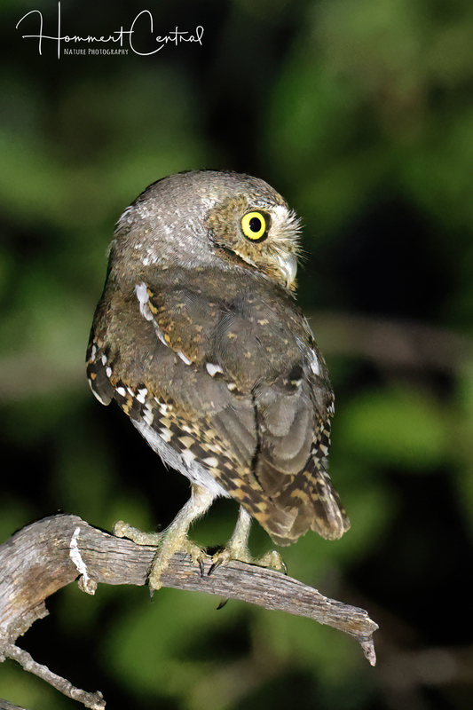 Elf Owl (04).jpg
