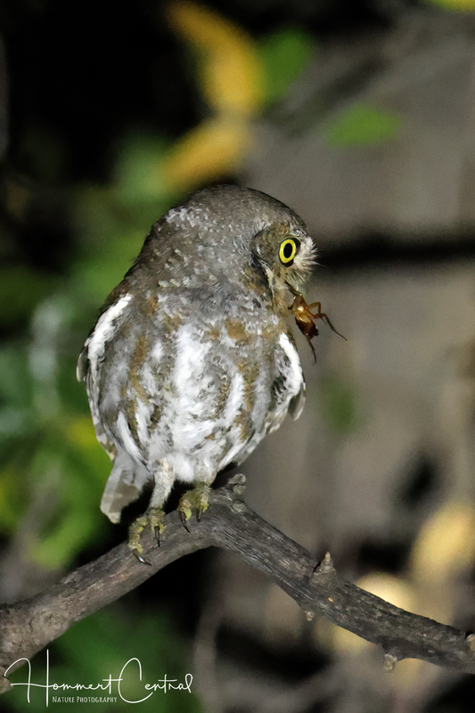 Elf Owl (05).jpg