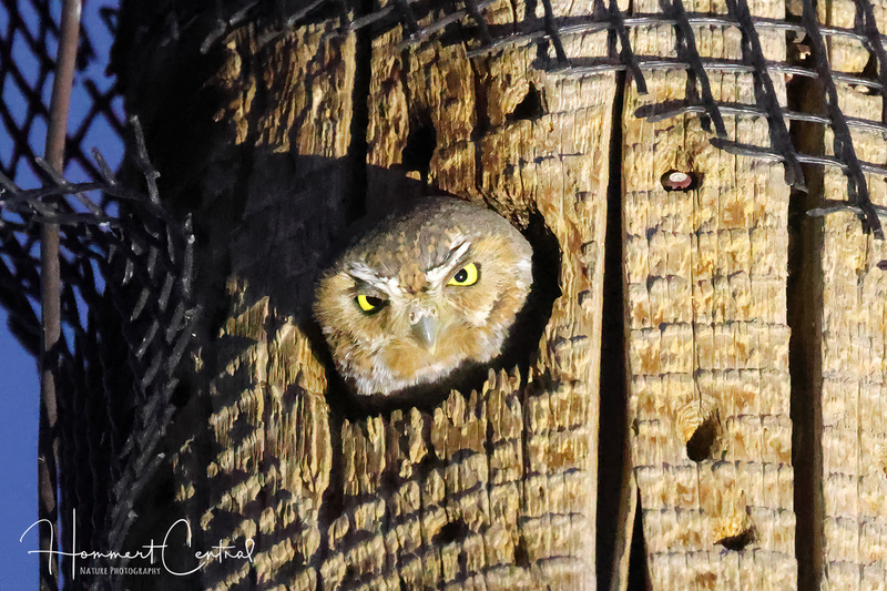 Elf Owl (06).jpg