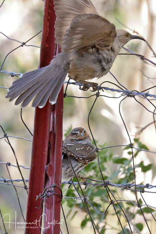 Elf Owl (08).jpg