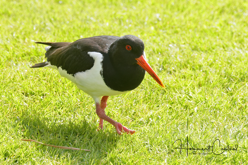 Eurasian Oystercatcher (04).jpg