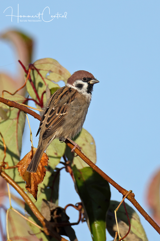 Eurasian Tree Sparrow (06).jpg