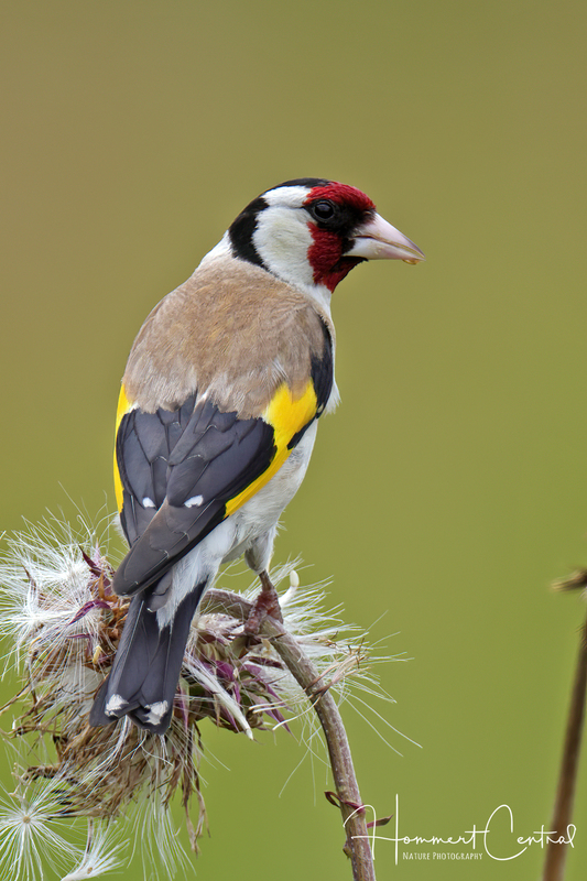 European Goldfinch (01).jpg