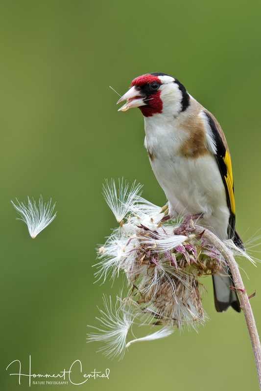 European Goldfinch (02).jpg