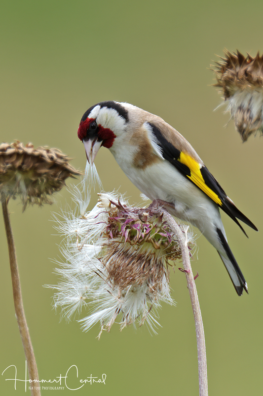 European Goldfinch (03).jpg