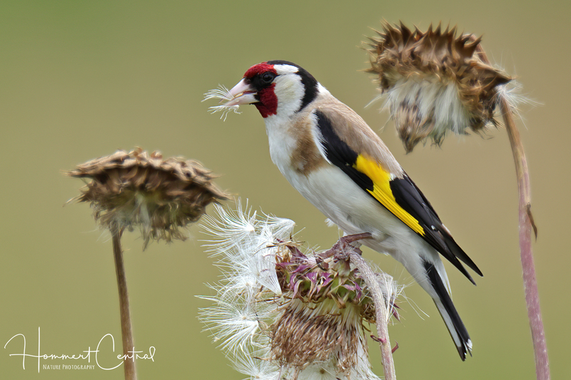 European Goldfinch (04).jpg