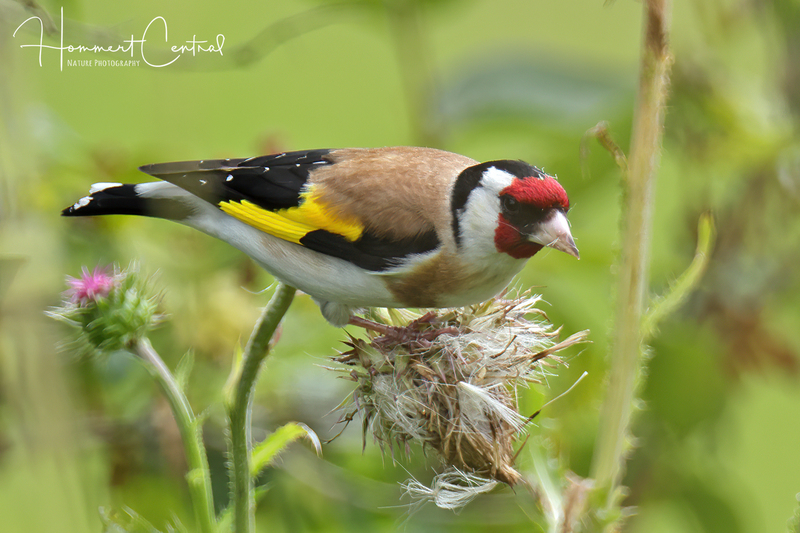 European Goldfinch (05).jpg