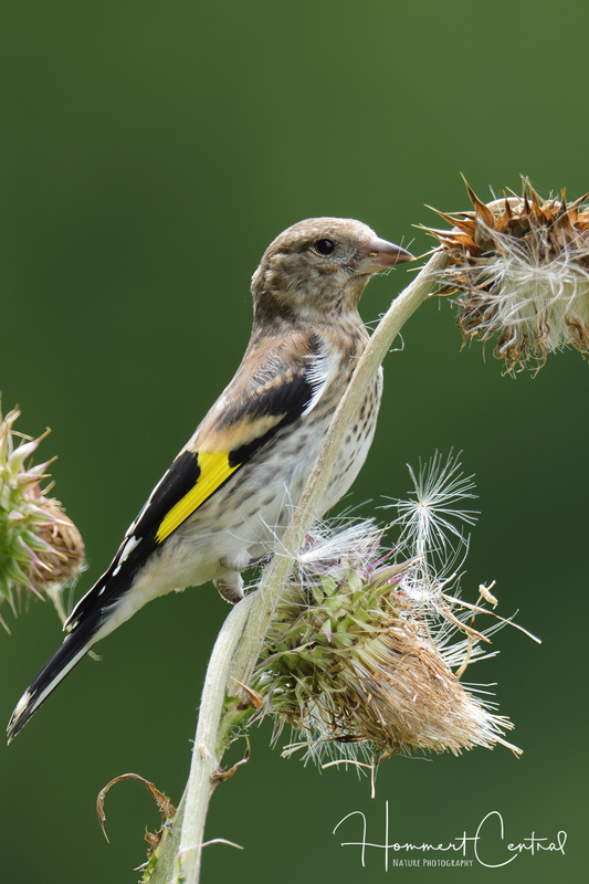 European Goldfinch (immature) (01).jpg