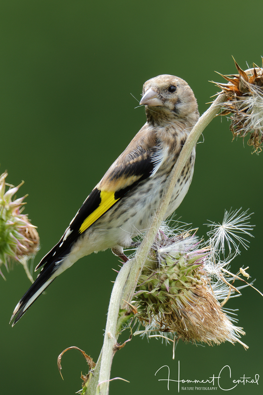 European Goldfinch (immature) (02).jpg
