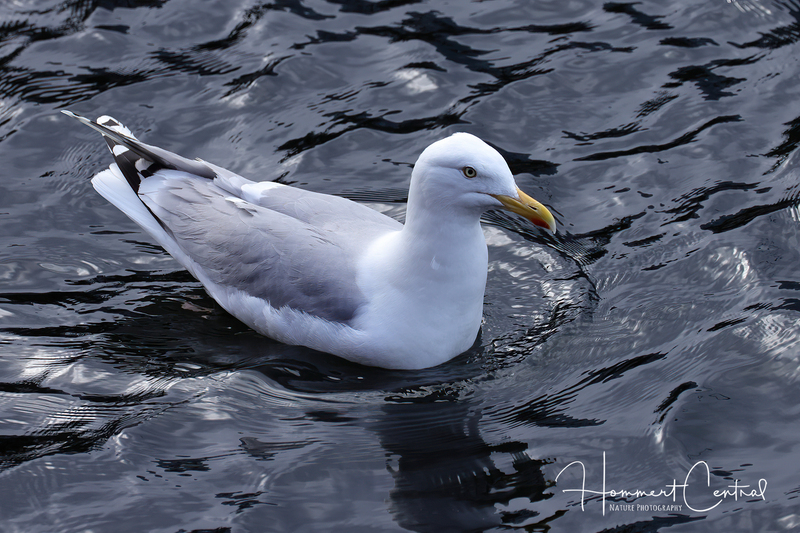 European Herring Gull (01).jpg