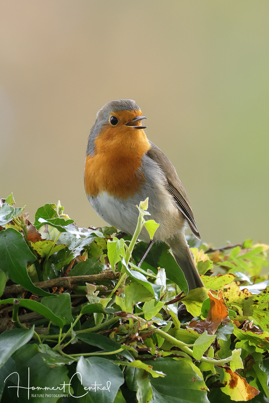 European Robin (01).jpg