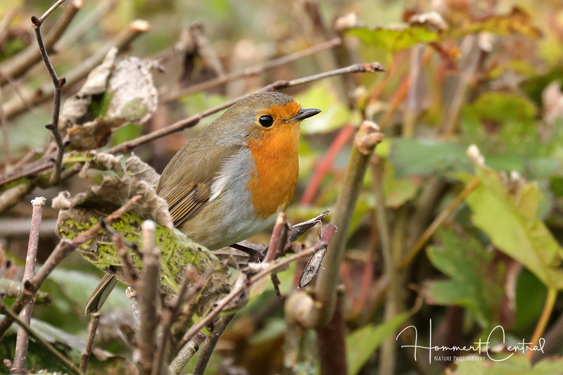 European Robin (03).jpg