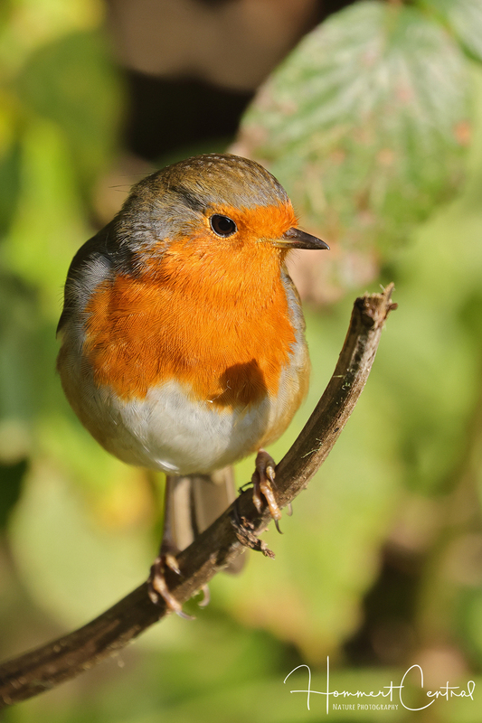 European Robin (06).jpg