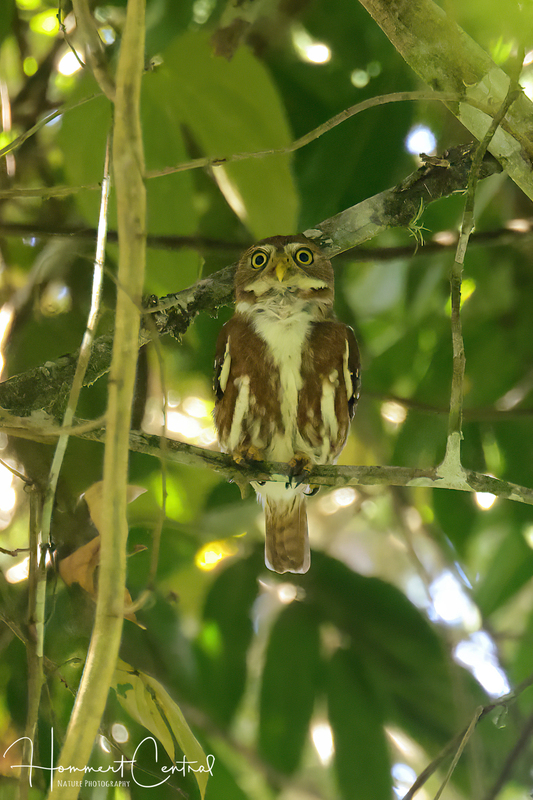 Ferruginous Pygmy-Owl (01).jpg