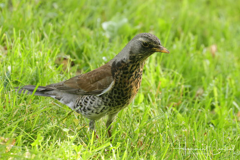 Fieldfare (03).jpg