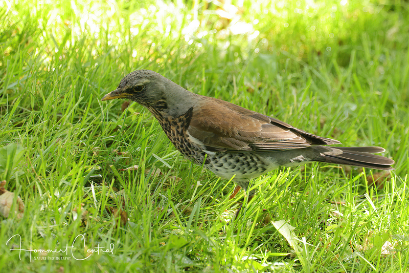 Fieldfare (04).jpg