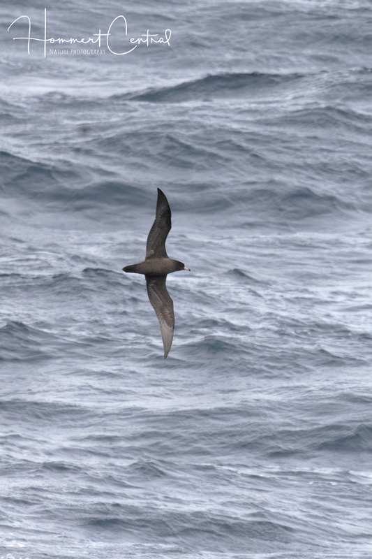 Flesh-footed Shearwater (01).jpg