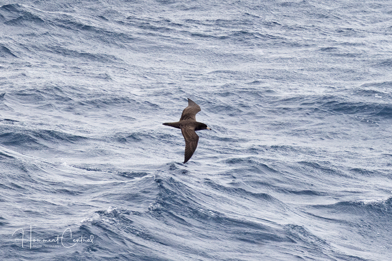 Flesh-footed Shearwater (02).jpg