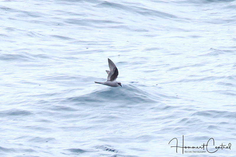 Fork-tailed Storm-Petrel (01).jpg