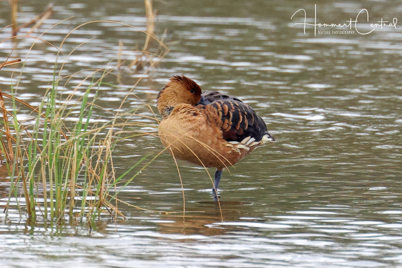 Fulvous Whistling-Duck (03).jpg