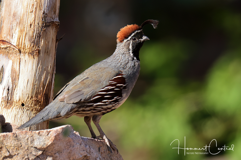 Gambels Quail (02).jpg