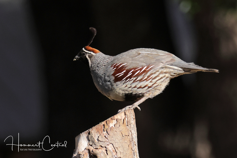 Gambels Quail (03).jpg