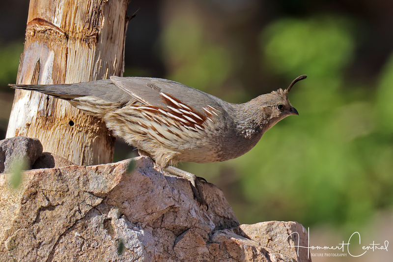 Gambels Quail (female) (02).jpg
