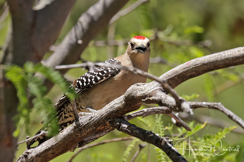 Gila Woodpecker (02).jpg