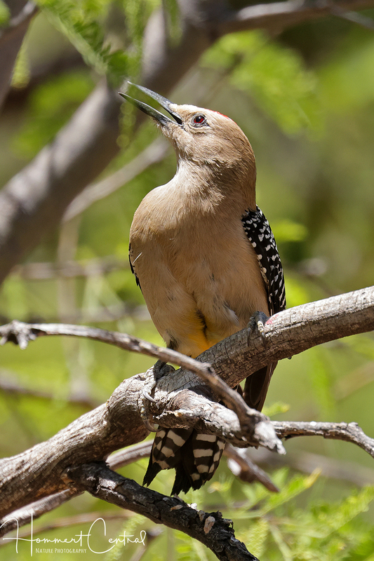 Gila Woodpecker (03).jpg