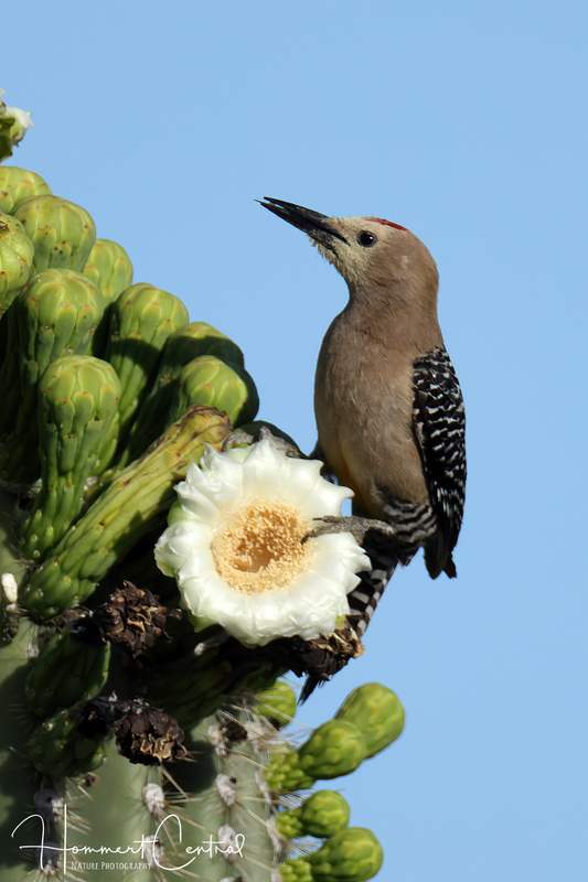 Gila Woodpecker (04).jpg