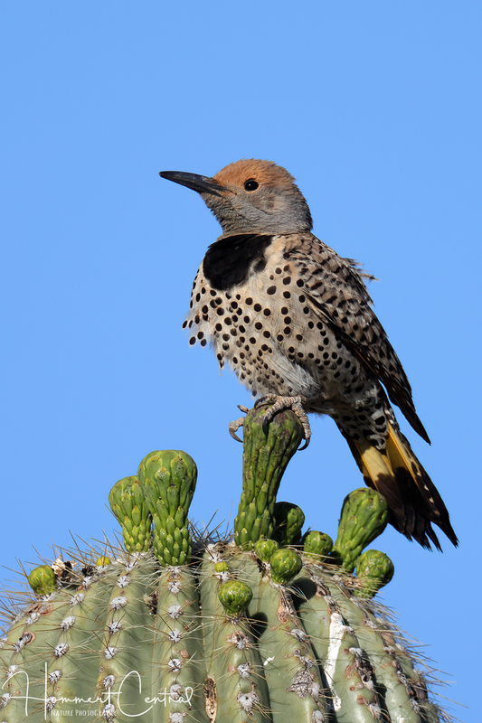 Gilded Flicker (female) (03).jpg