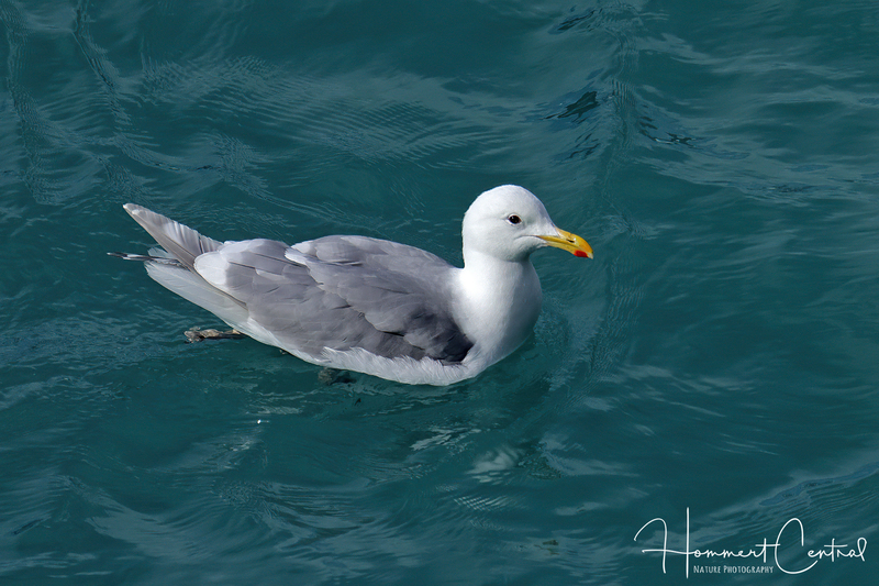 Glaucous-winged Gull (05).jpg