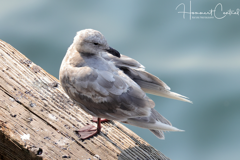 Glaucous-winged Gull (immature) (02).jpg