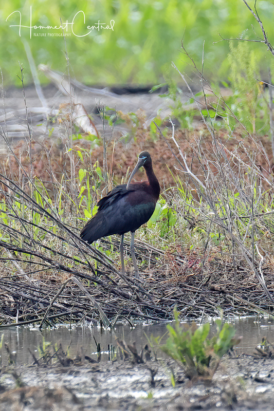 Glossy Ibis (breeding plumage) (03).jpg