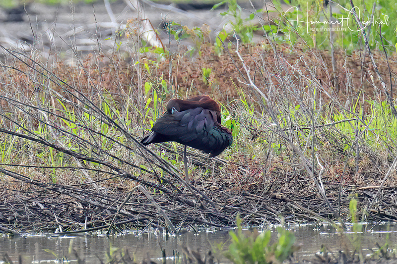 Glossy Ibis (breeding plumage) (05).jpg