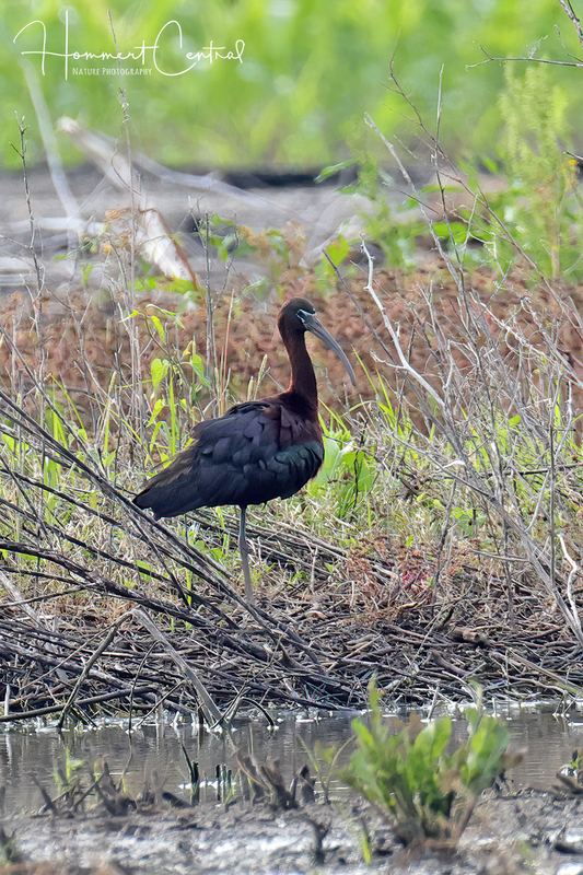 Glossy Ibis (breeding plumage) (06).jpg