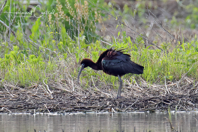 Glossy Ibis (breeding plumage) (07).jpg
