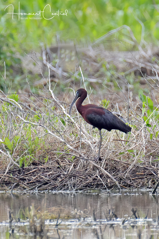 Glossy Ibis (breeding plumage) (08).jpg