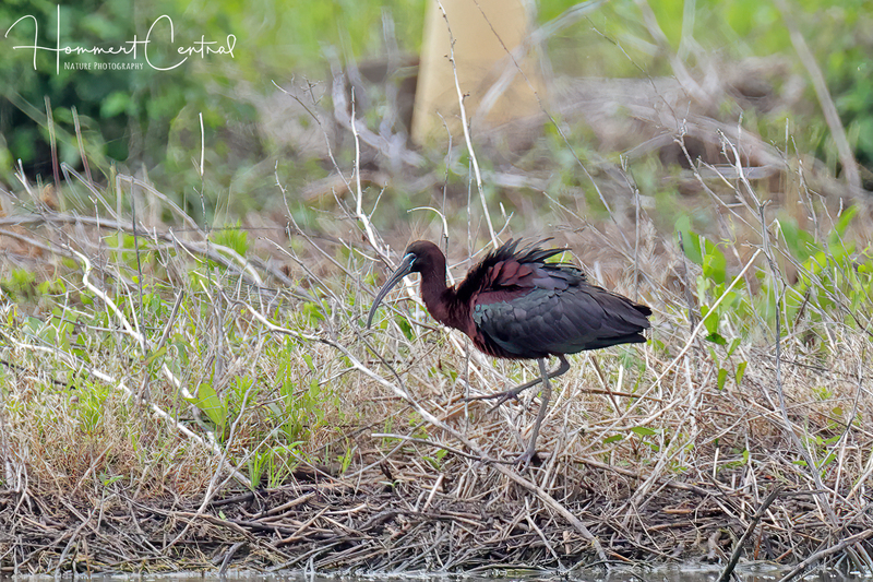 Glossy Ibis (breeding plumage) (09).jpg