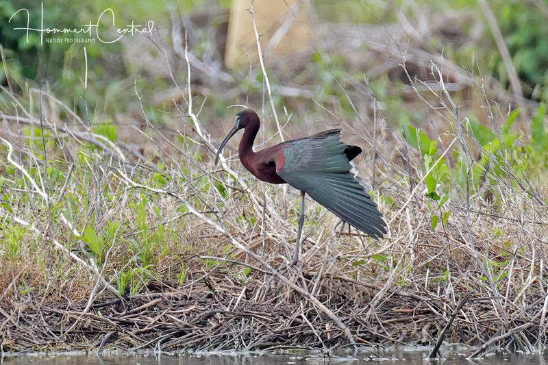 Glossy Ibis (breeding plumage) (10).jpg