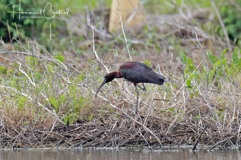 Glossy Ibis (breeding plumage) (11).jpg