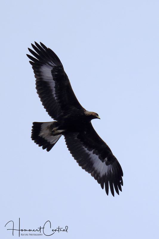 Golden Eagle (immature) (01).jpg