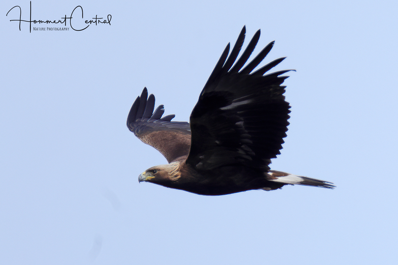Golden Eagle (immature) (02).jpg