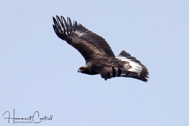 Golden Eagle (immature) (03).jpg