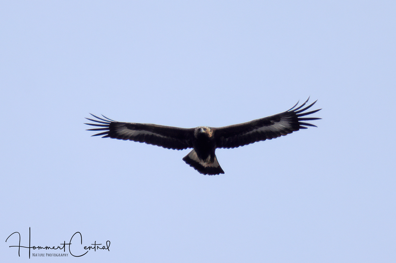 Golden Eagle (immature) (04).jpg