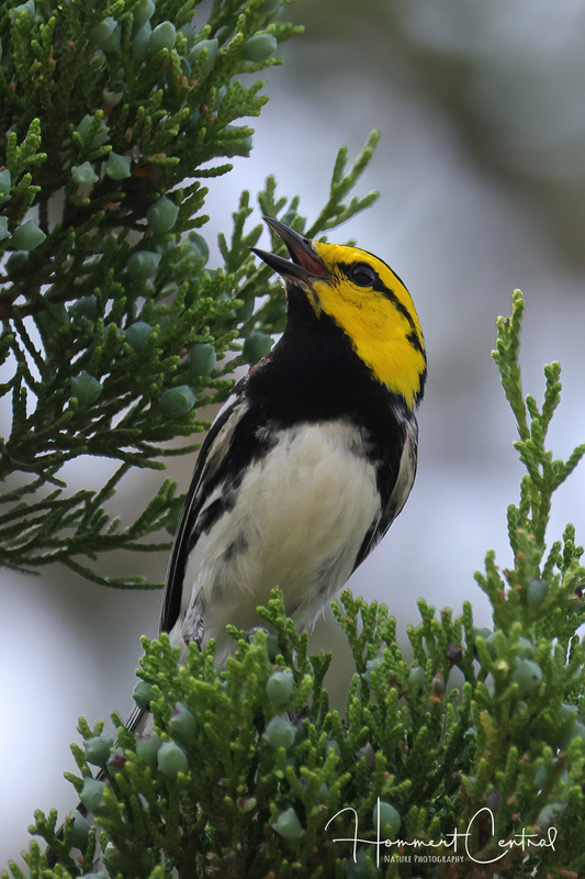 Golden-cheeked Warbler (01).jpg